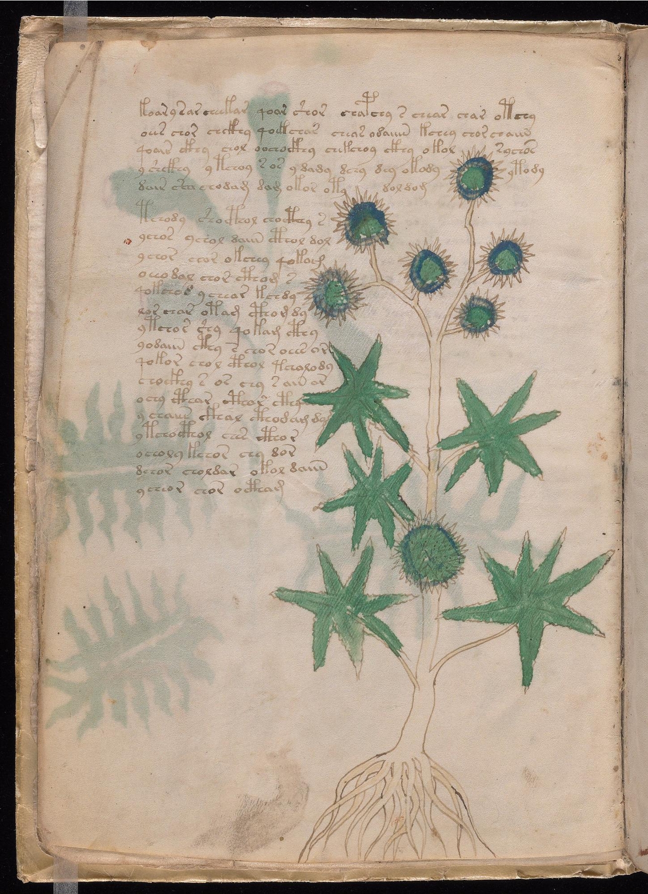 Original manuscript of Folio 6v